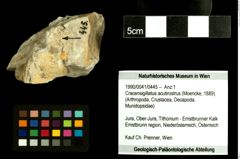 Foto (Objekt + Etiketten) von Cracensigillatus acutirostrus (Moericke, 1889) 